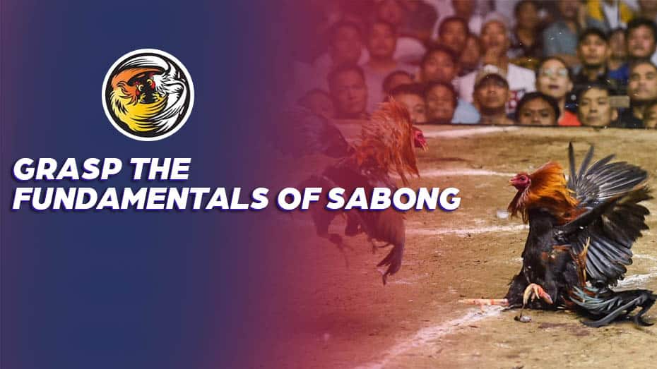 Online Sabong Tips: Grasp the Fundamentals of Sabong