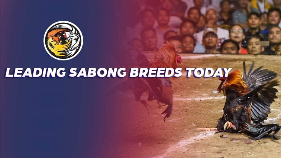 Leading best Sabong Breeds Today