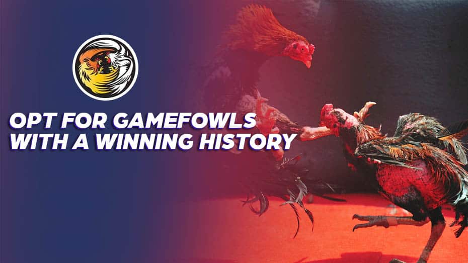 Opt for Gamefowls with-a Winning History